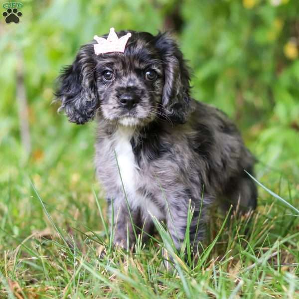 Pearl, Cocker Spaniel Puppy